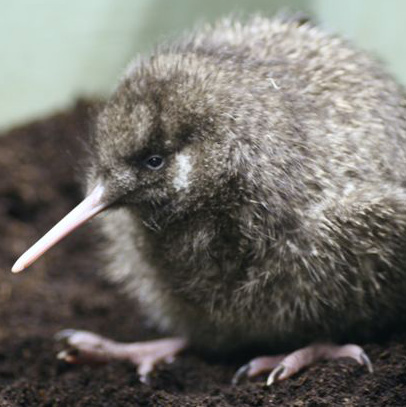 Great Spotted Kiwi